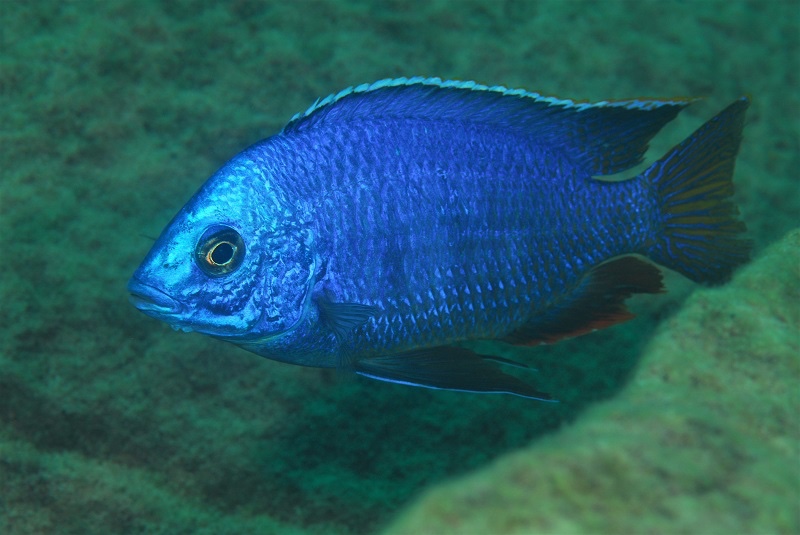 Protomelas dejunctus 'Chinyamwezi Island'